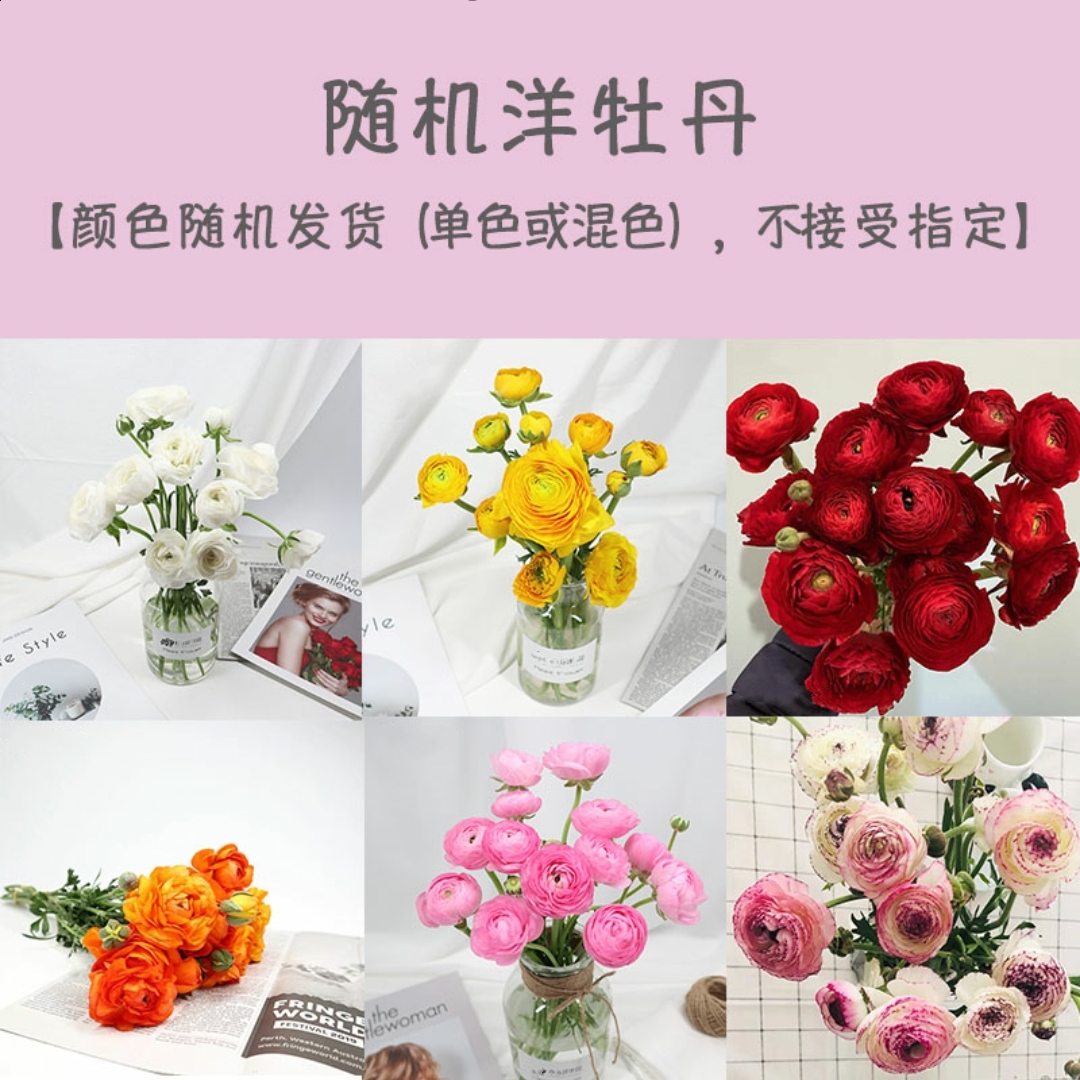 西洋牡丹 鲜切花 1扎