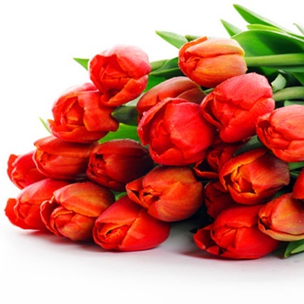 红色郁金香鲜切花1扎8-10枝