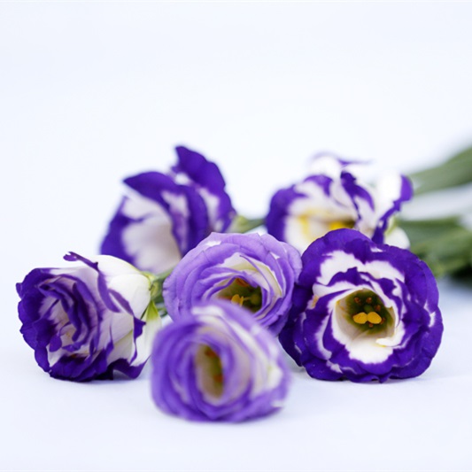 紫边洋桔梗鲜切花1扎10-15朵左右洋桔梗花家庭生活插花办公室鲜花鲜花水养插花花店送花上门