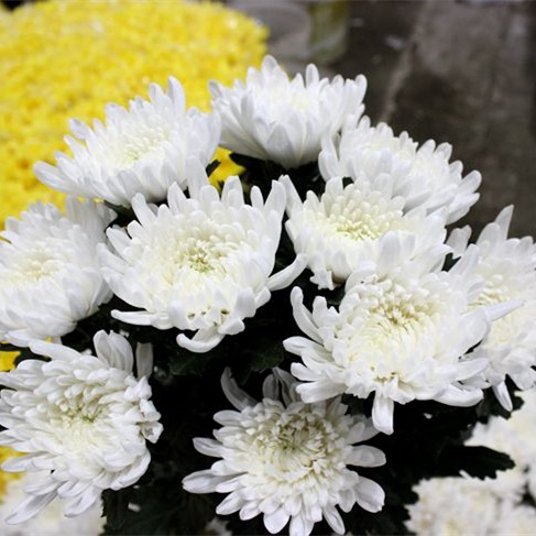 白色大菊花1枝清明节冬至菊花鲜