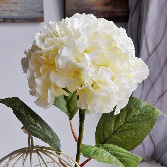 哥伦比亚 进口白色绣球花鲜切花