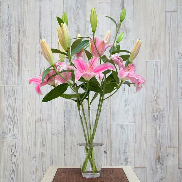 粉色 香水百合花 Lily  