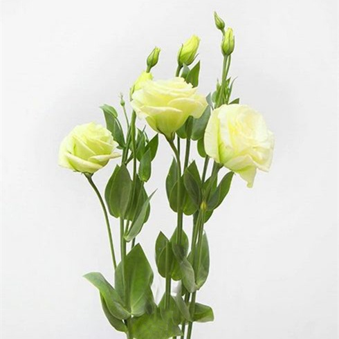 绿色洋桔梗鲜切花1扎10-15