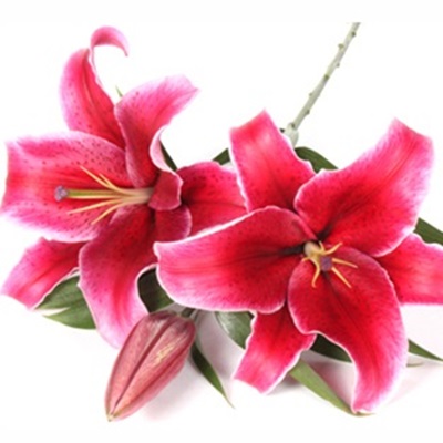 红色 香水百合花 Lily  