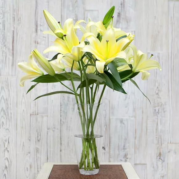 黄色 香水百合花 Lily  