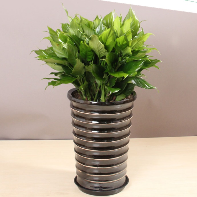 万年青 植物盆栽 常绿植物 L