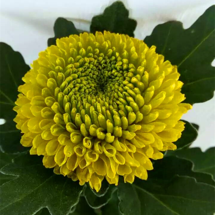 乒乓球 绿色乒乓菊10枝/扎 