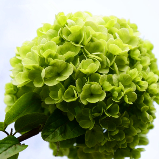 哥伦比亚 进口 绿色绣球花鲜切