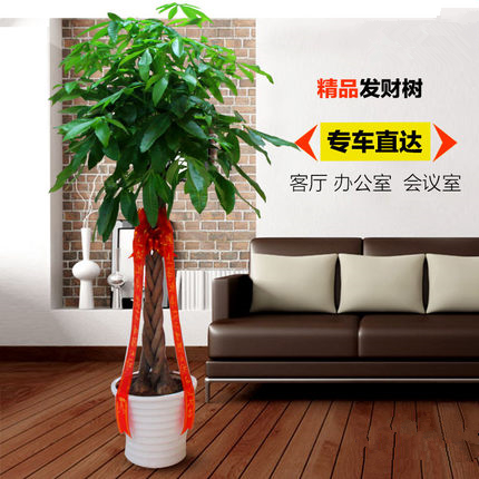 五编发财树辫子发财树五杆客厅大盆栽大棵大型绿植物乔迁办公室开业送礼盆景