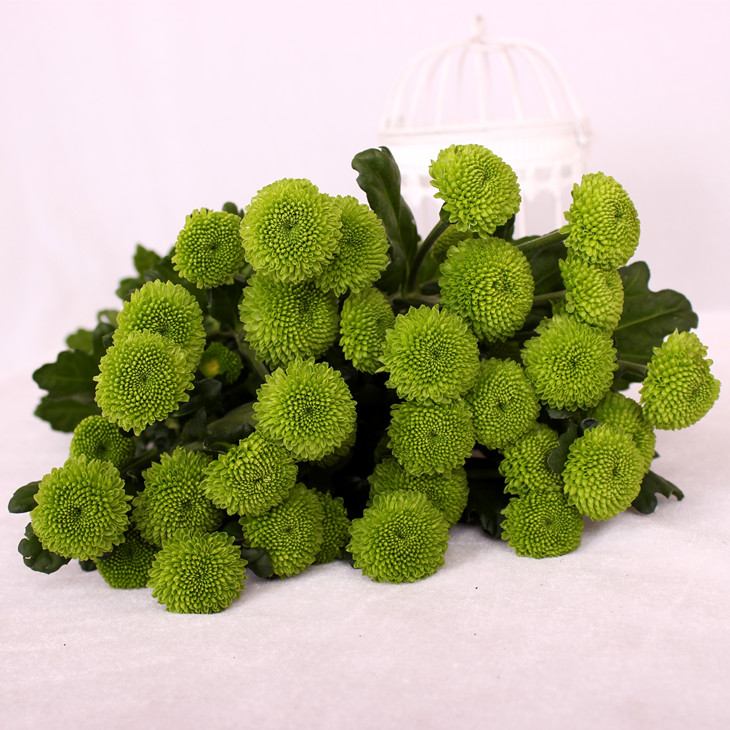 绿色小雏菊鲜切花1扎5枝网红家