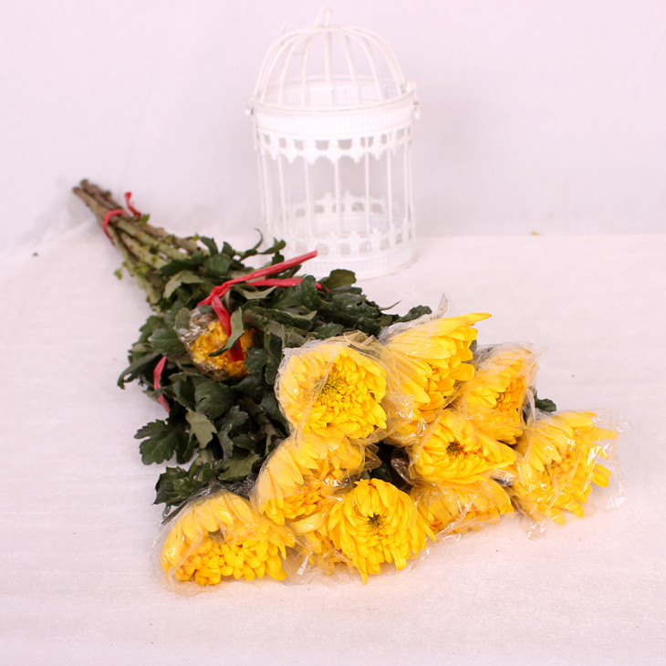 黄色大菊花1枝清明节冬至菊花鲜