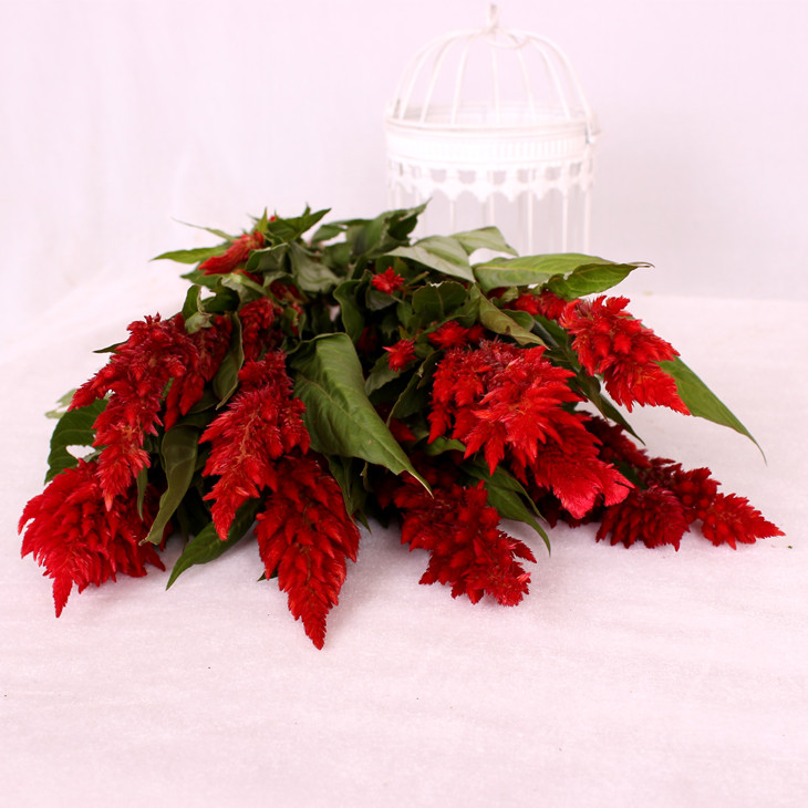红色火炬 鲜切花【1扎5枝】