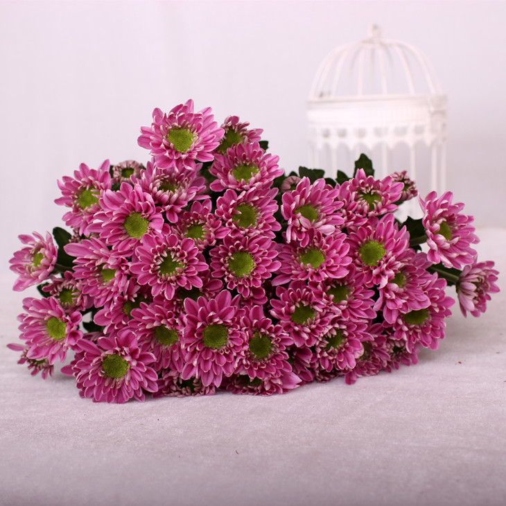 粉色系列小雏菊鲜切花1扎5枝网