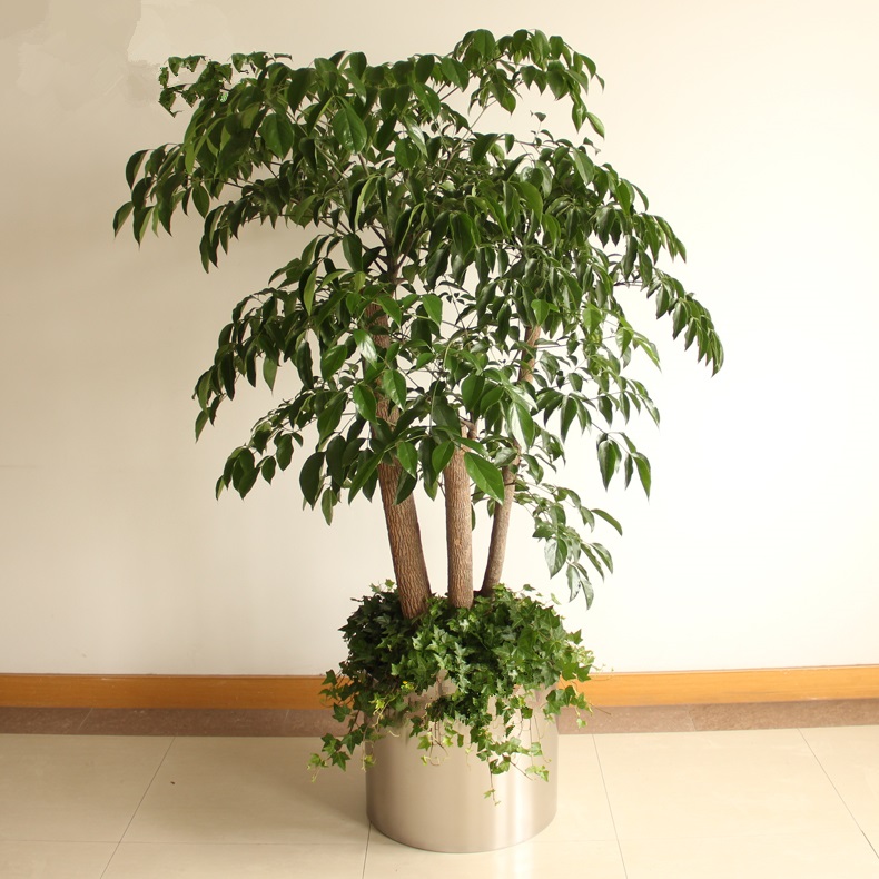 幸福树 配 常春藤+不锈钢花盆