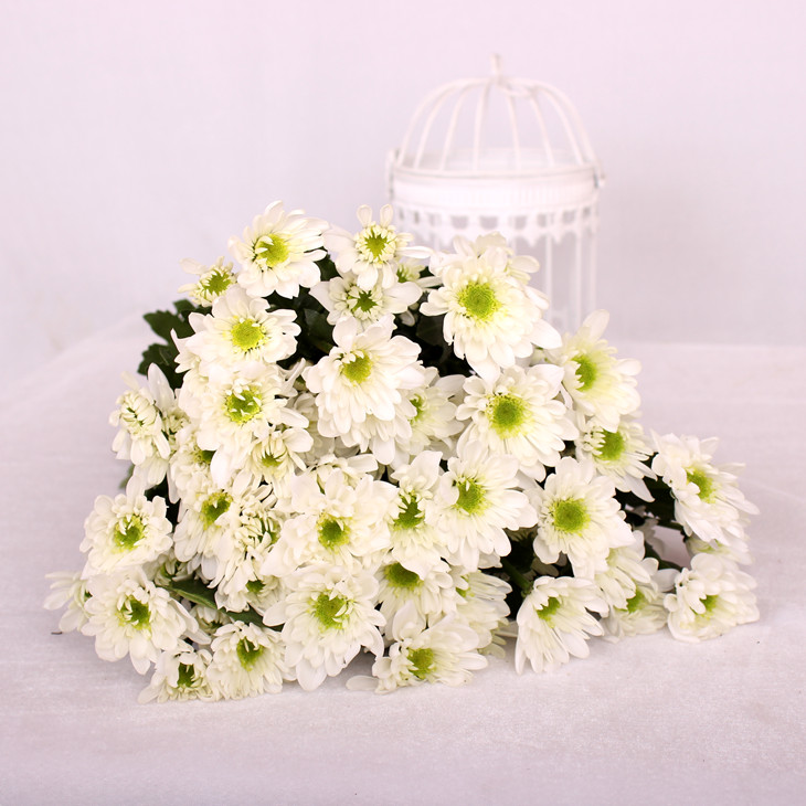白色小雏菊鲜切花1扎5枝网红家