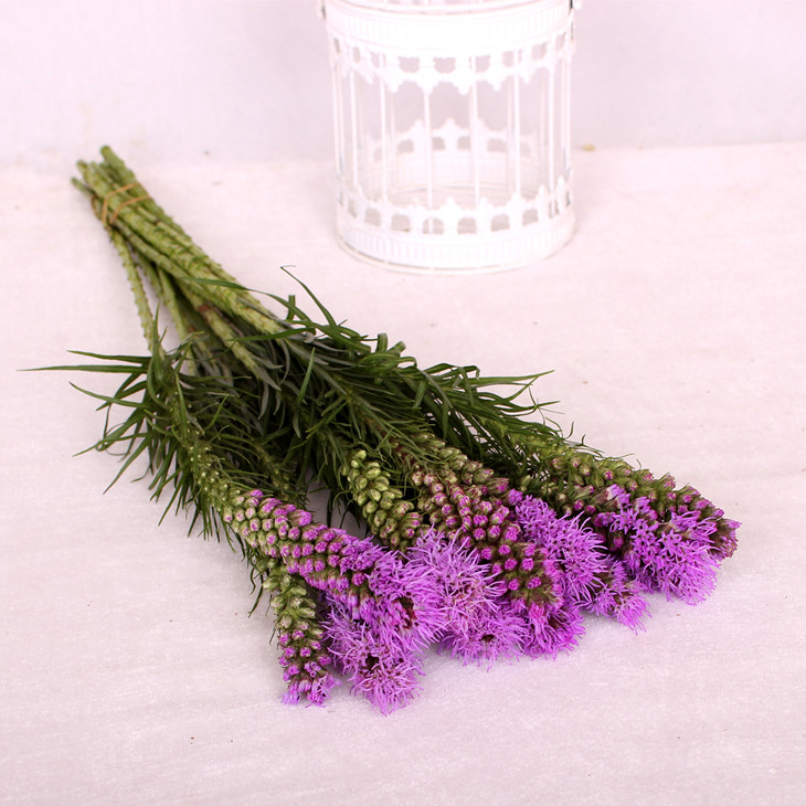 【进口】紫色蛇鞭 鲜切花【1扎5枝】