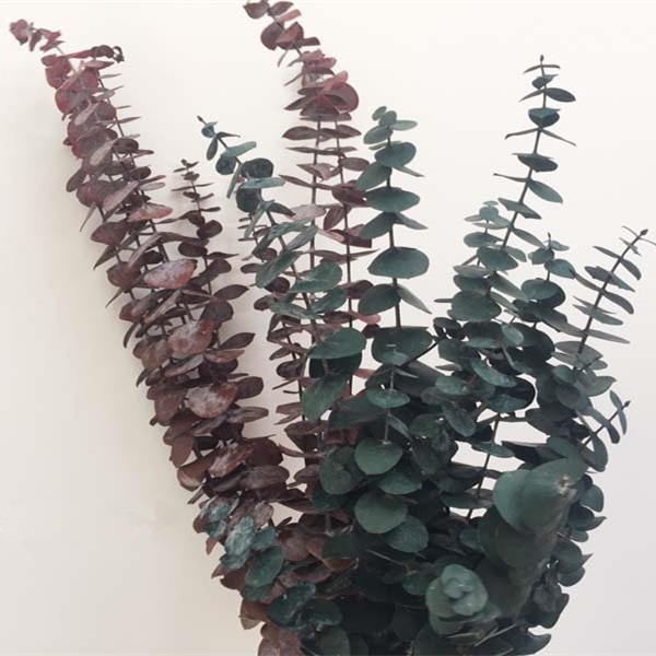 尤加利 干枝【1扎】