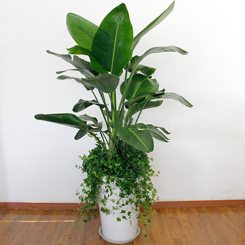 天堂鸟配常春藤组合 1005