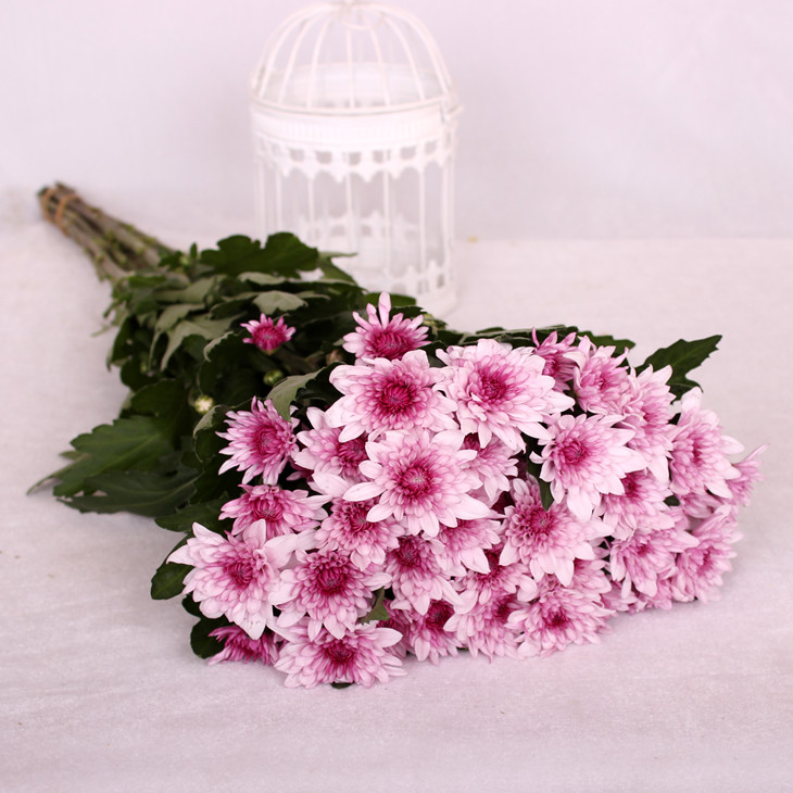 紫心白色小雏菊鲜切花1扎5枝网