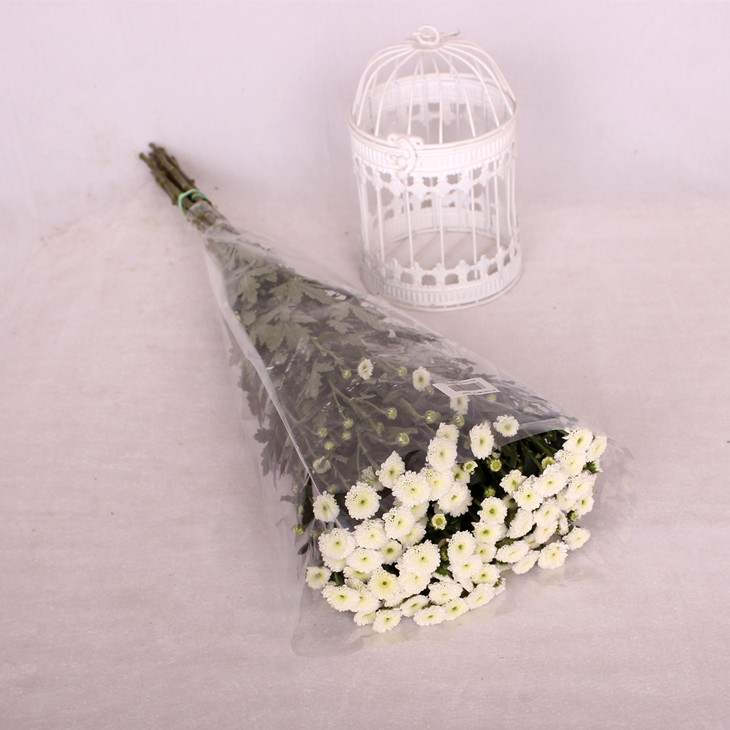 白色纽扣菊小雏菊鲜切花1扎5枝