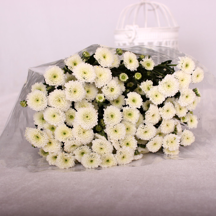 白色纽扣菊小雏菊鲜切花1扎5枝