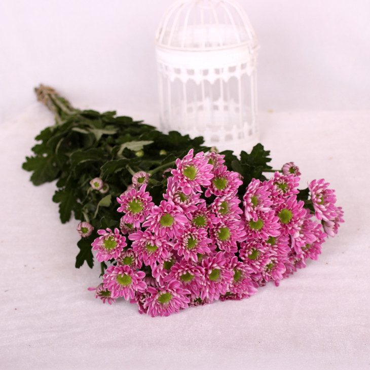 粉色系列小雏菊鲜切花1扎5枝网