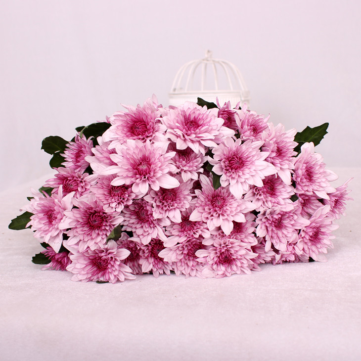 紫心白色小雏菊鲜切花1扎5枝网