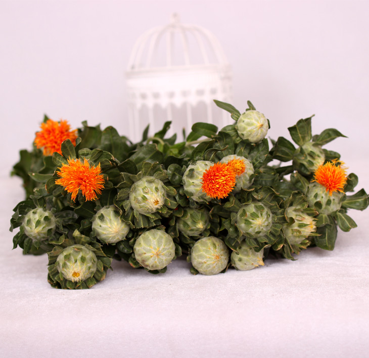 【进口】奇花异果 鲜切花【1扎8朵以上】