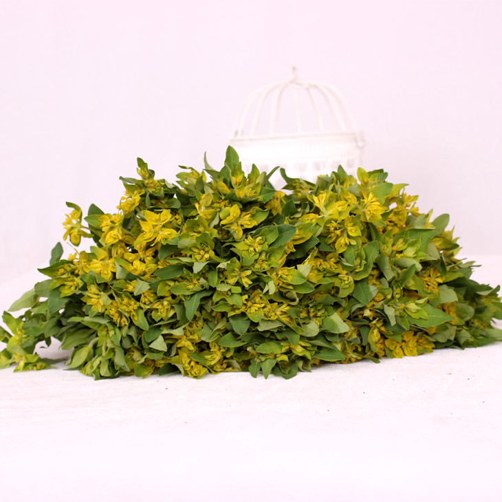 叶上黄金 鲜切花【1扎5枝】