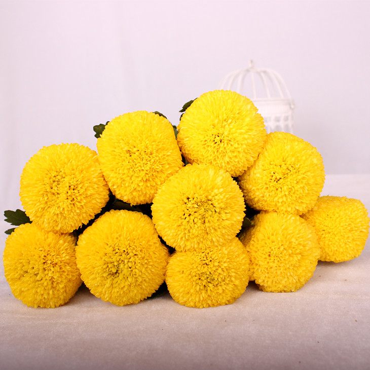 乒乓球 黄色乒乓菊10枝/扎 