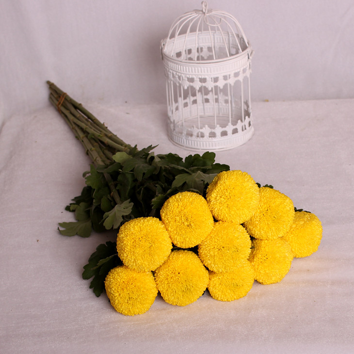 乒乓球 黄色乒乓菊10枝/扎 