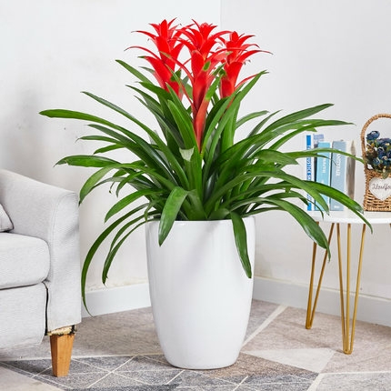 凤梨 鸿运当头 喜庆植物 3株/盆 落地款