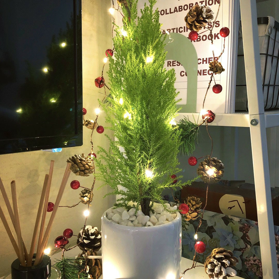 小圣诞树 香松 植物盆栽