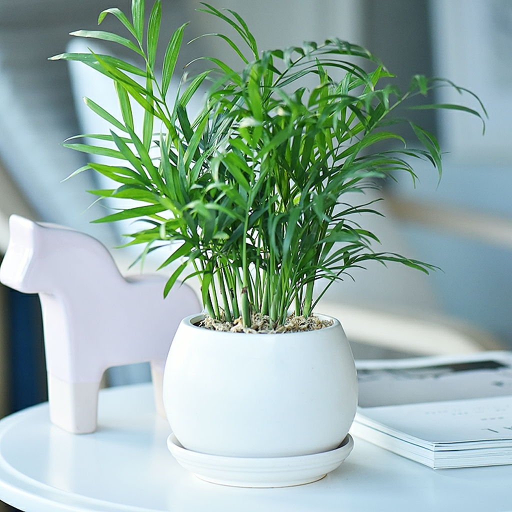 袖珍椰子 夏威夷竹子