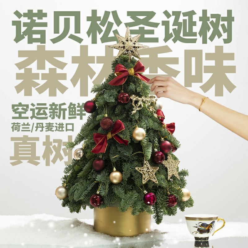 【可选大小】圣诞树 进口诺贝松
