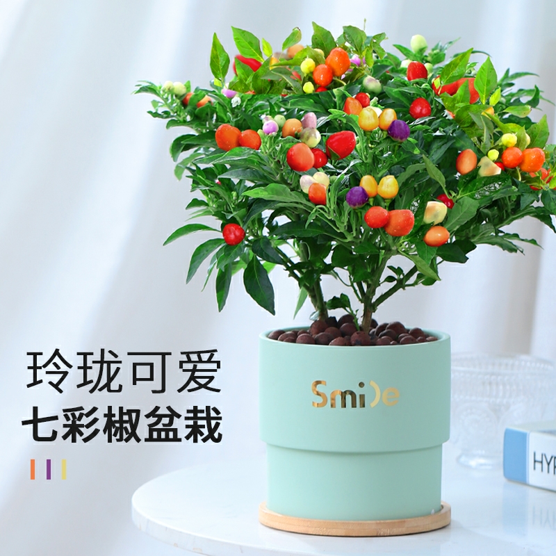 小辣椒 朝天椒 小彩椒 辣椒