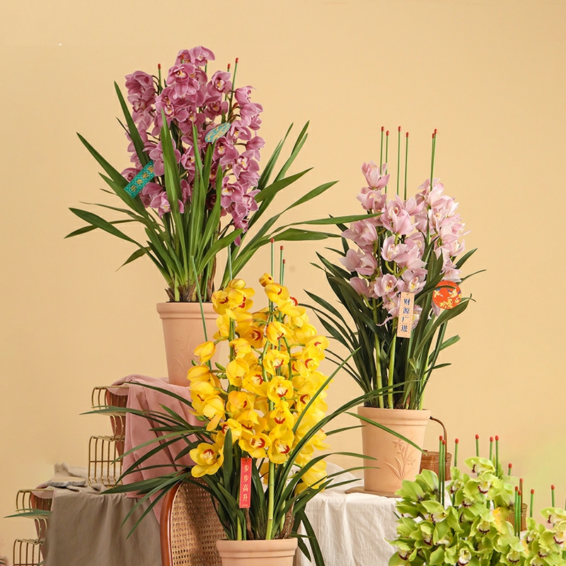 大花惠兰 蕙兰 植物盆栽 红色