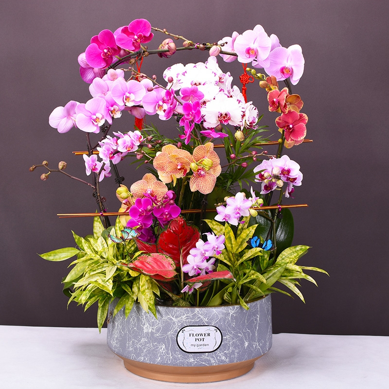 彩色蝴蝶兰混搭 1512-2 