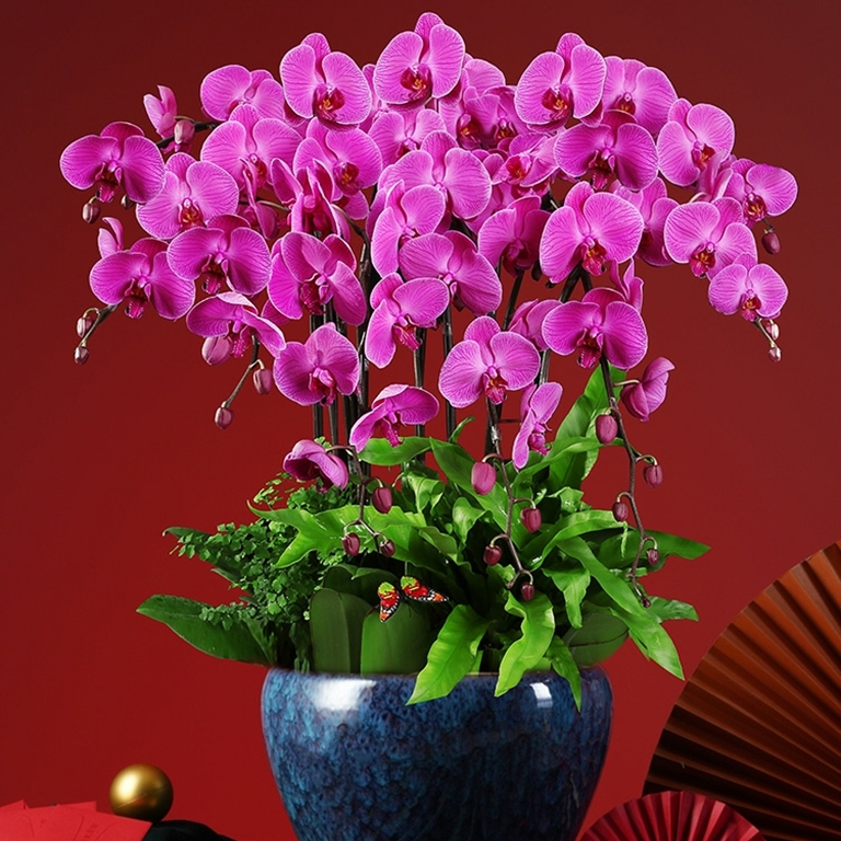 蝴蝶兰 1510-01大辣椒蝴