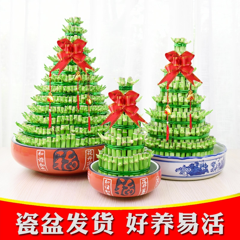 节节高1盆八层富贵竹子五层步步高升节节高开业乔迁新居前台桌面植物盆栽