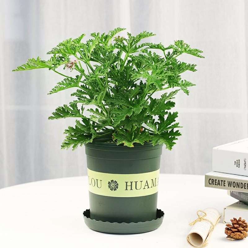 驱蚊草驱蚊植物驱虫植物盆栽夏季