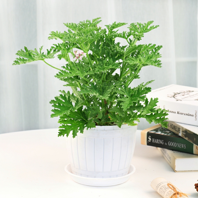 驱蚊草驱蚊植物驱虫植物盆栽夏季