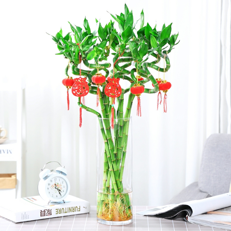 转运竹 富贵竹 10枝1扎 可