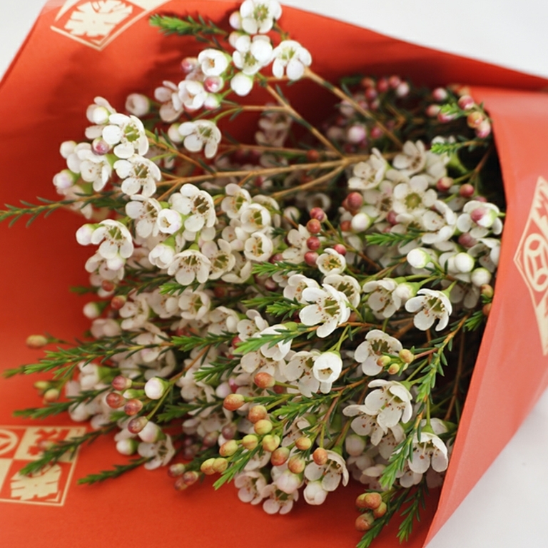 澳梅 奥梅 白色澳梅 腊梅 梅