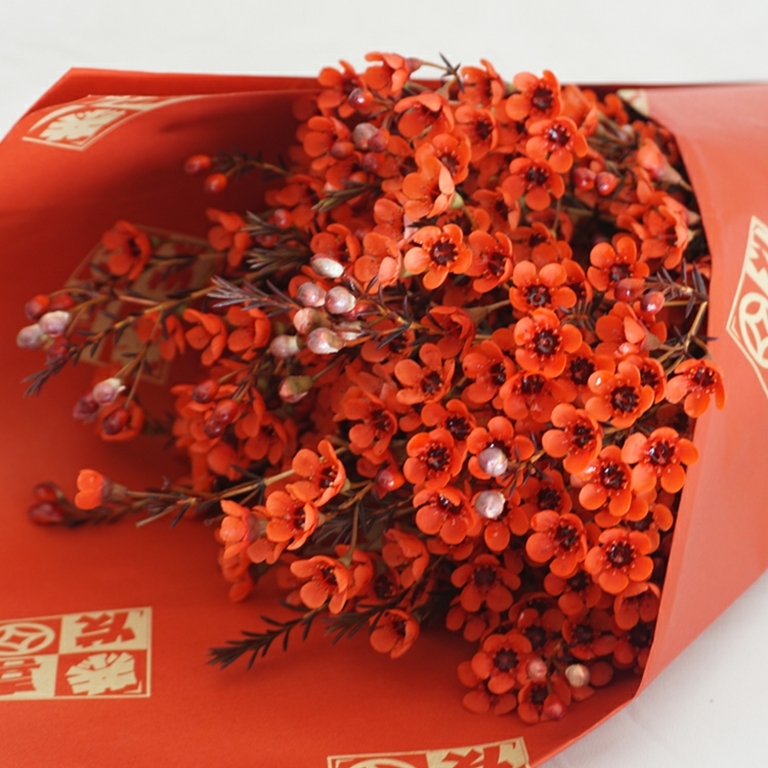 澳梅 奥梅 红色澳梅 腊梅 梅