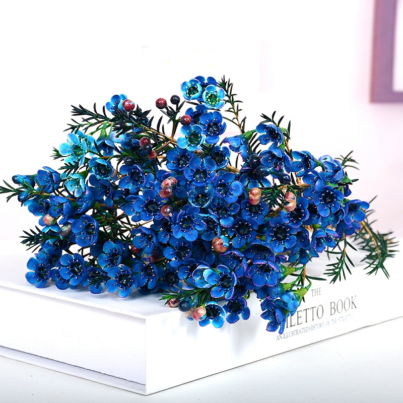 澳梅 奥梅 蓝色澳梅 腊梅 梅