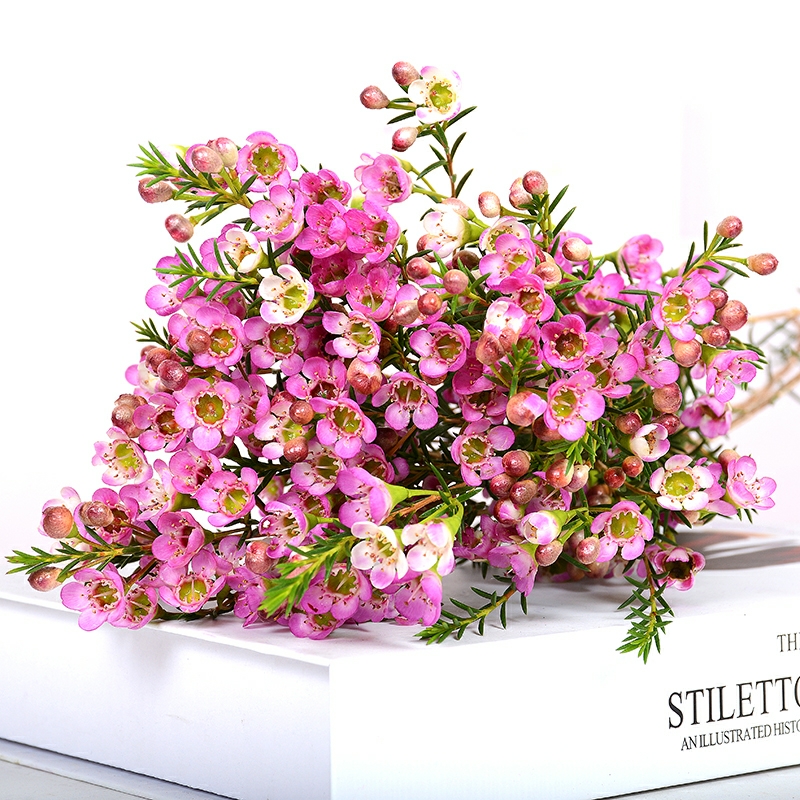 澳梅 奥梅 粉色澳梅  腊梅 