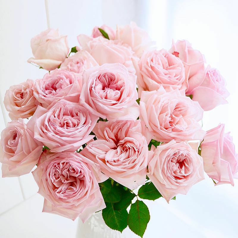 粉色荔枝玫瑰花1扎8-10枝粉