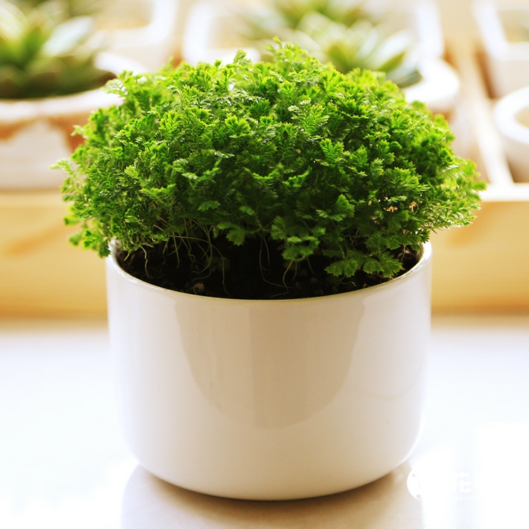 幸福草 植物盆栽 绿地球 珊瑚蕨 金丝雀 苔藓