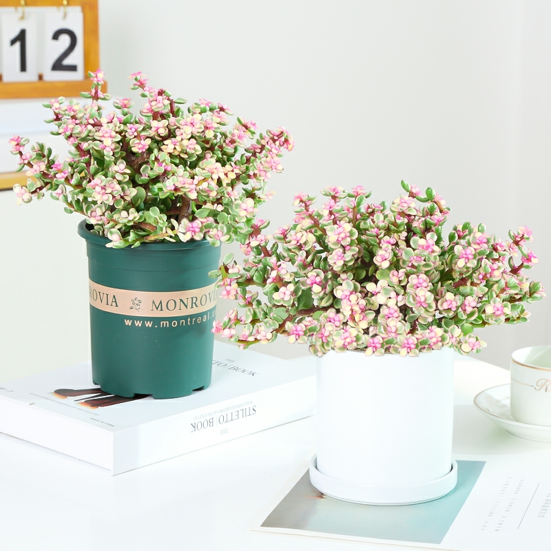 金枝玉叶雅乐之舞1盆栽花卉多肉